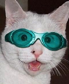 da,am sieu o poza pisici